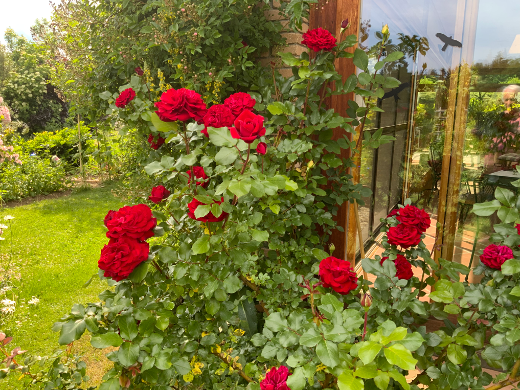 Erleuchtung, das Erblühen eine Rose fühlen